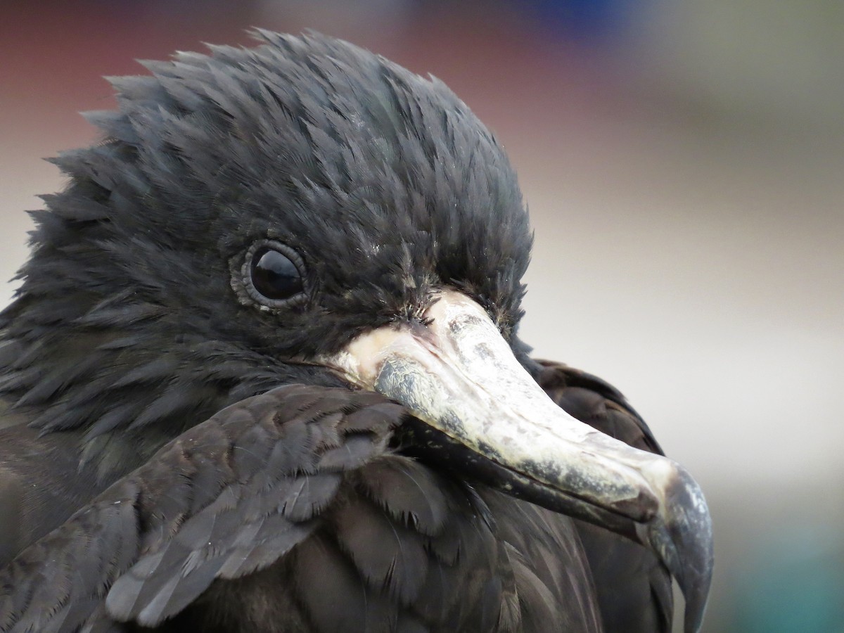 Muhteşem Fregatkuşu - ML648933369