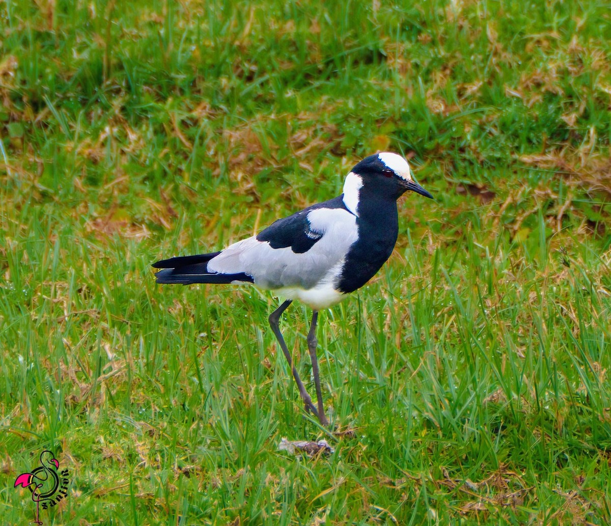 Zırhlı Kızkuşu - ML648933370