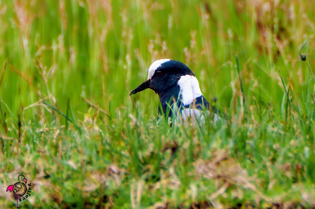 Zırhlı Kızkuşu - ML648933371