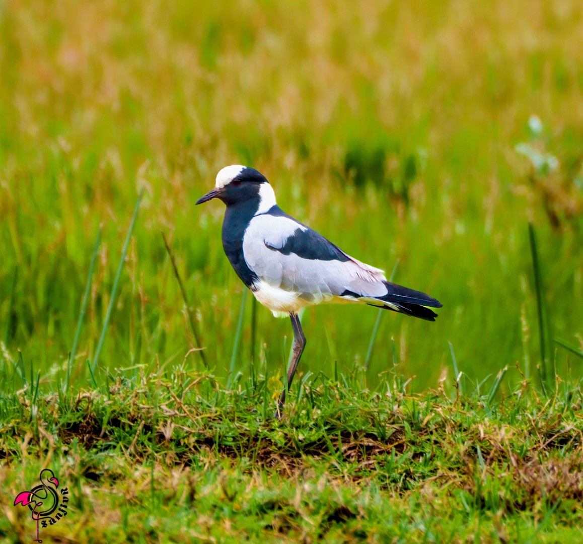 Zırhlı Kızkuşu - ML648933372