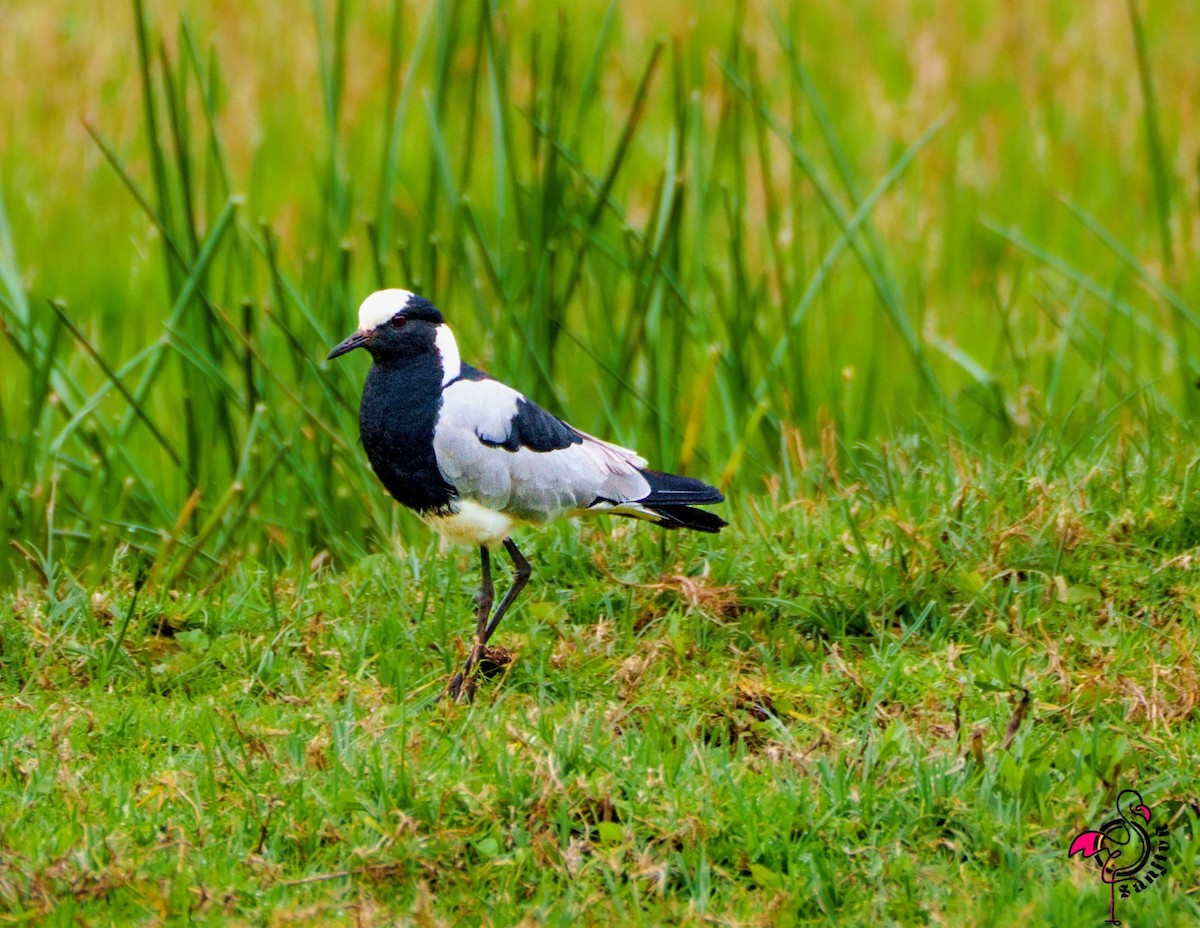 Zırhlı Kızkuşu - ML648933373