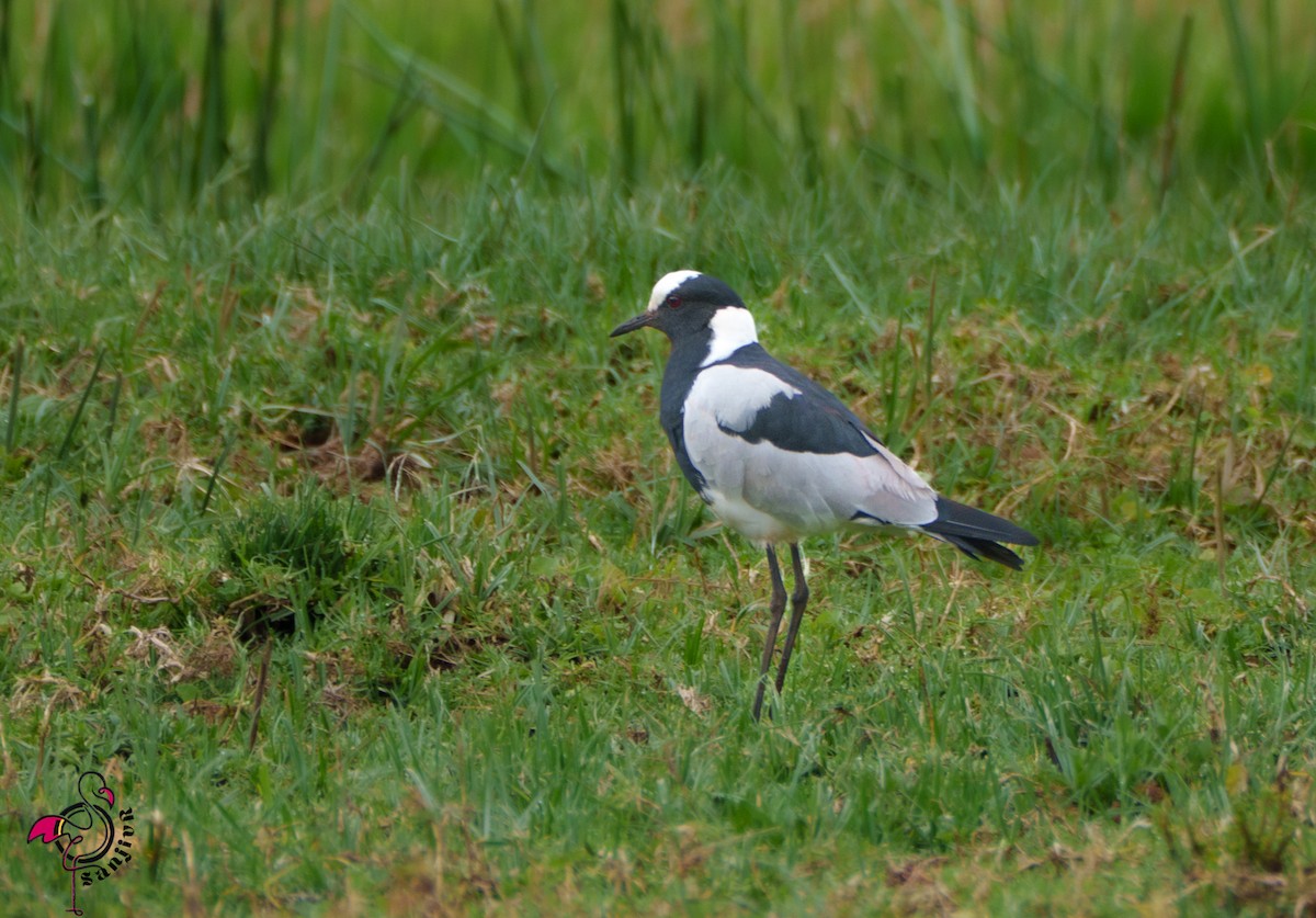 Zırhlı Kızkuşu - ML648933374