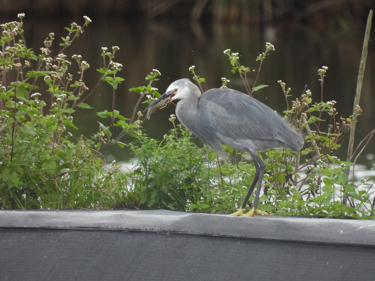 Küçük Ak Balıkçıl - ML648933375