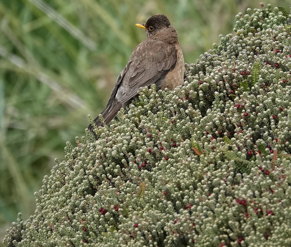 Patagonya Ardıcı - ML648933376