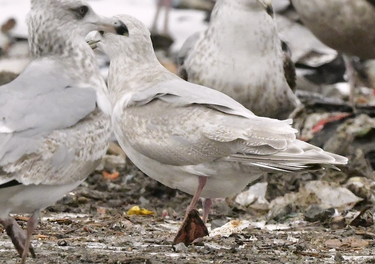 Grönland Martısı - ML648933377