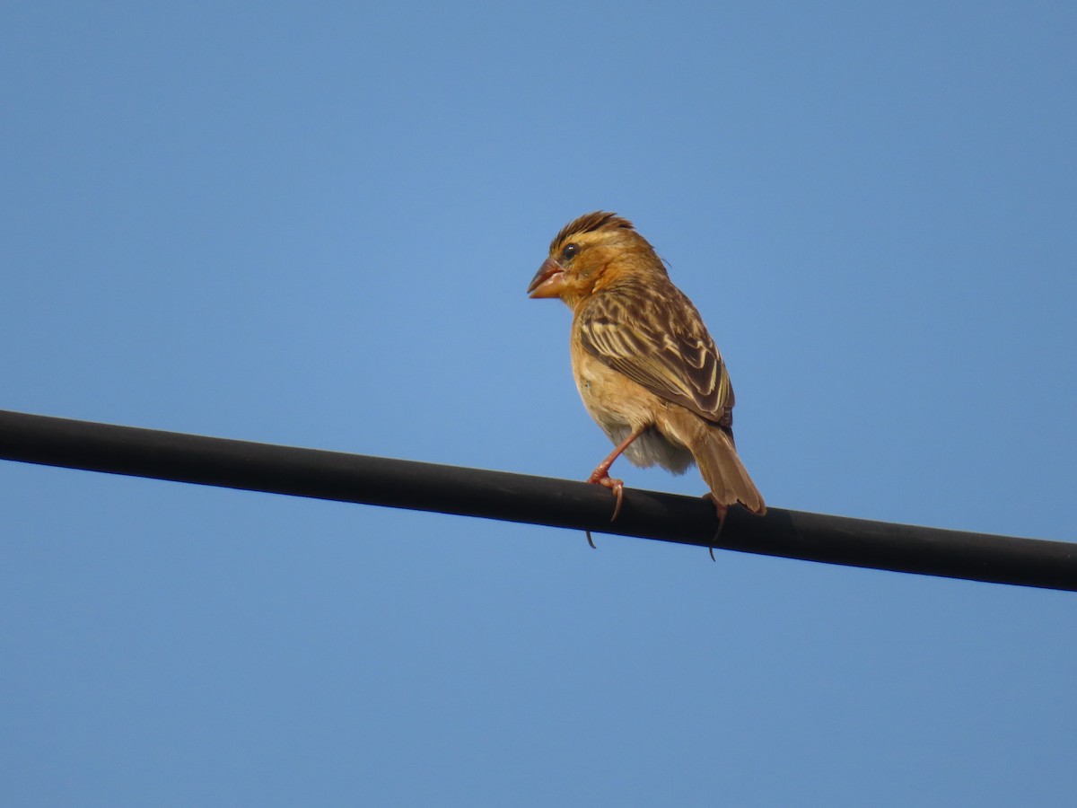 Pullu Munya - ML648933378