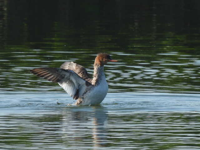 Tarakdiş - ML648933379