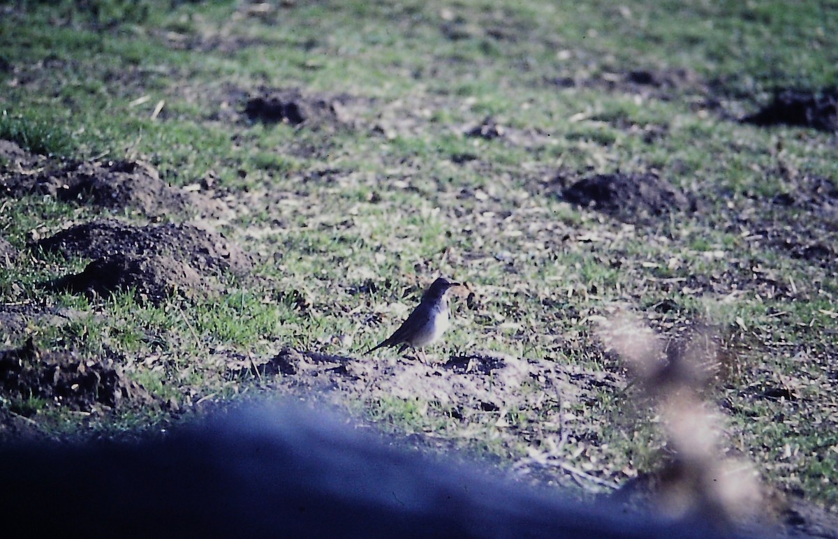 Black-throated Thrush - ML648933587