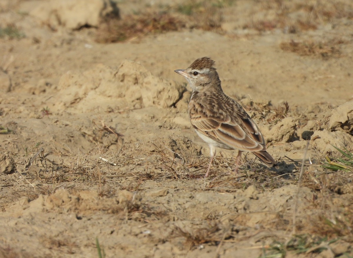 Greater Short-toed Lark - ML648933951