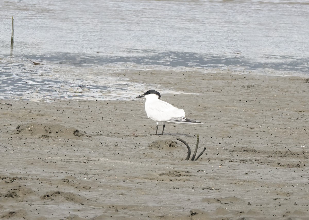 オーストラリアハシブトアジサシ - ML648934552