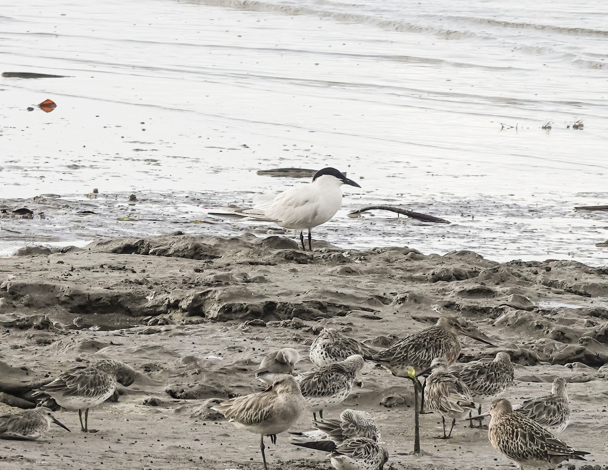 オーストラリアハシブトアジサシ - ML648934553