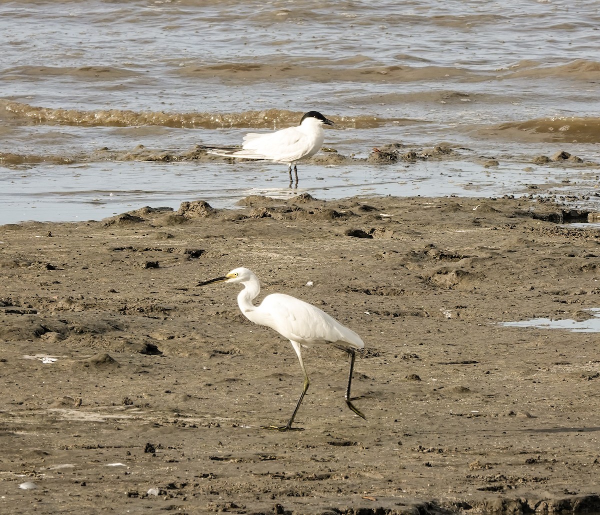 オーストラリアハシブトアジサシ - ML648934554