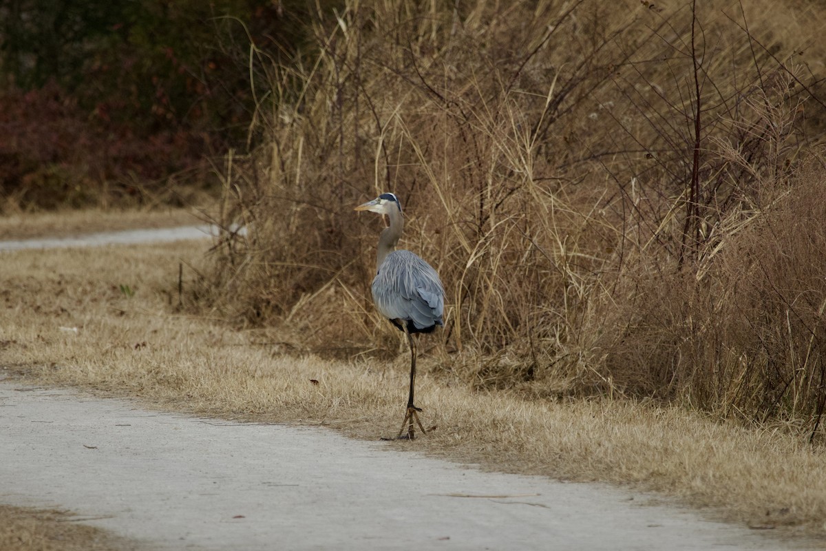 Koartza hauskara amerikarra - ML648934674