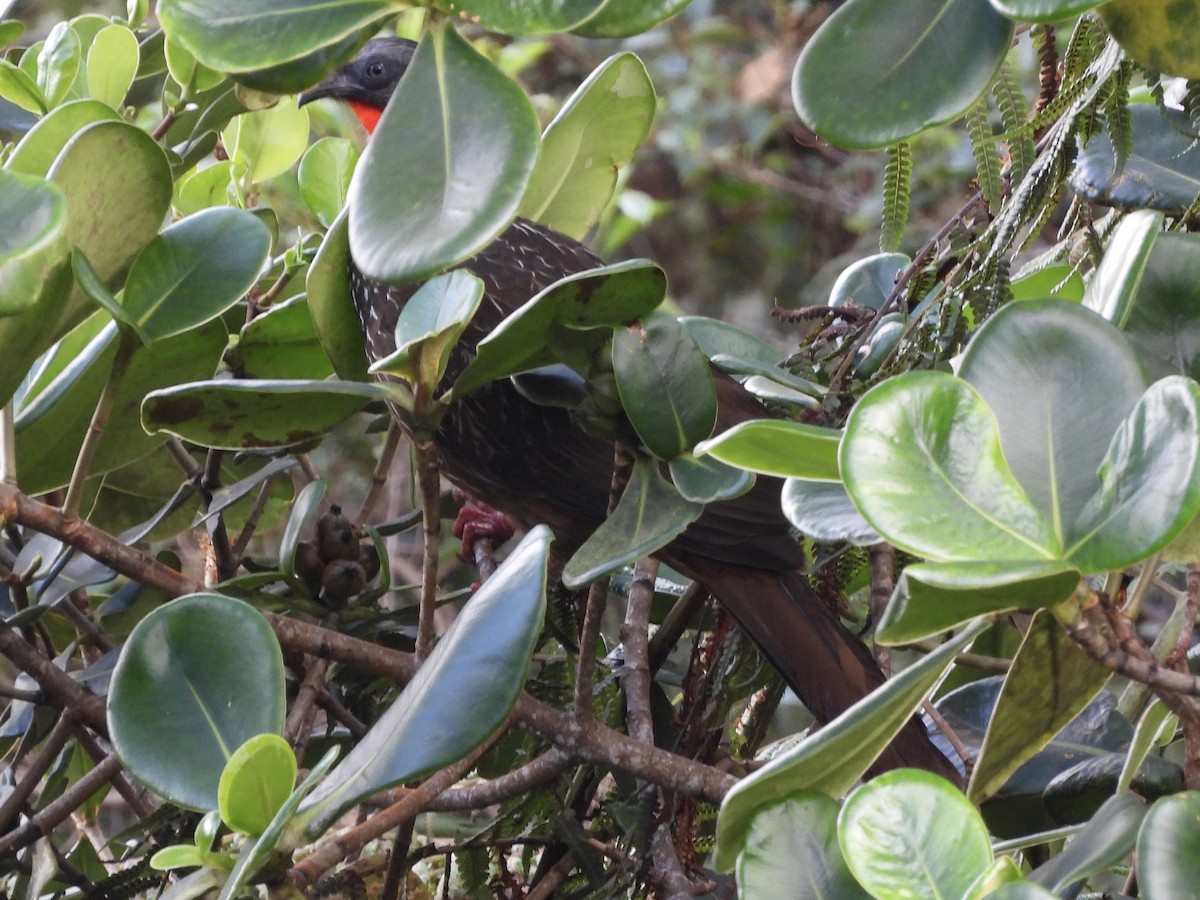 Band-tailed Guan - ML648934769