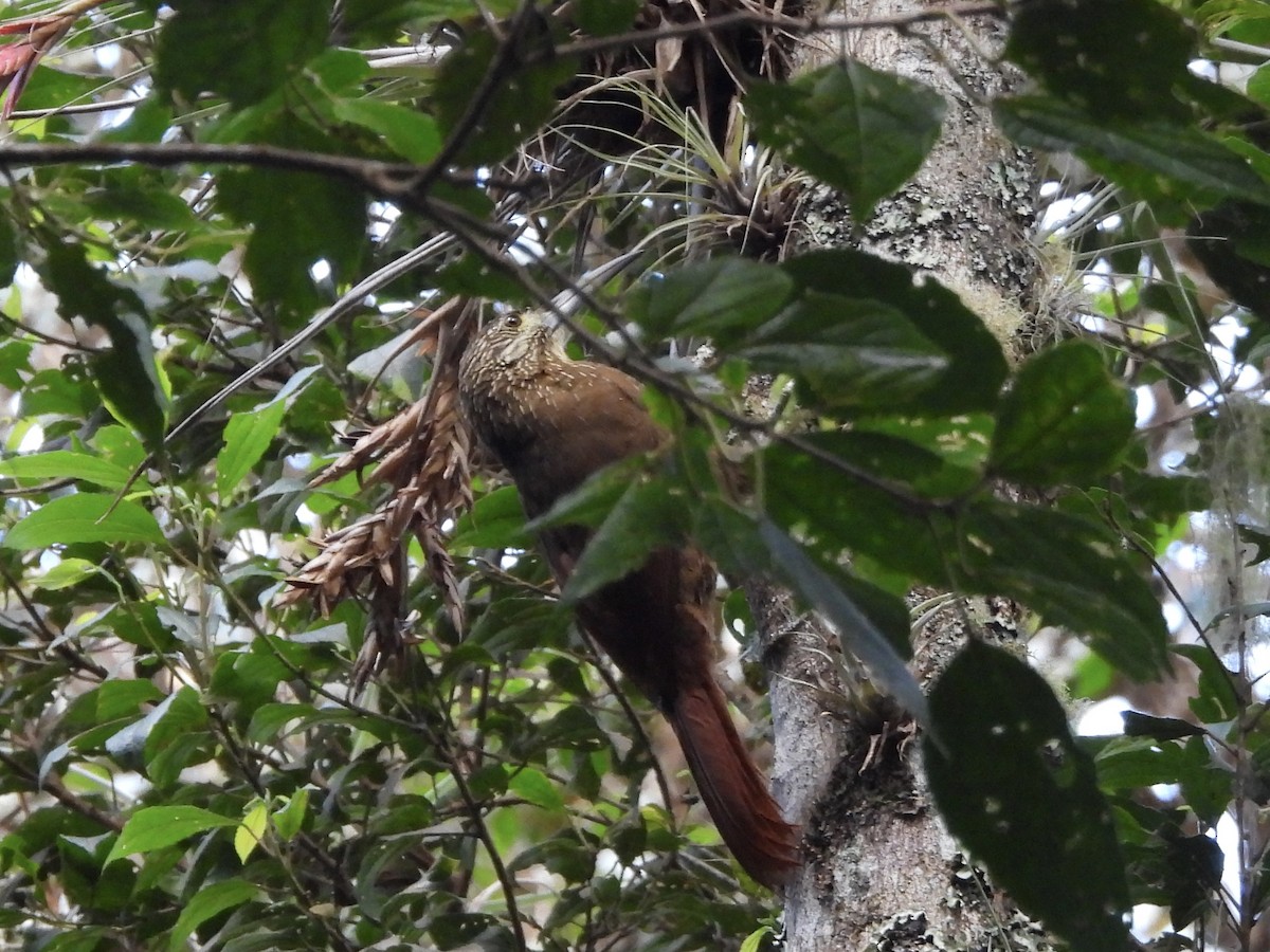 Strong-billed Woodcreeper - ML648934786