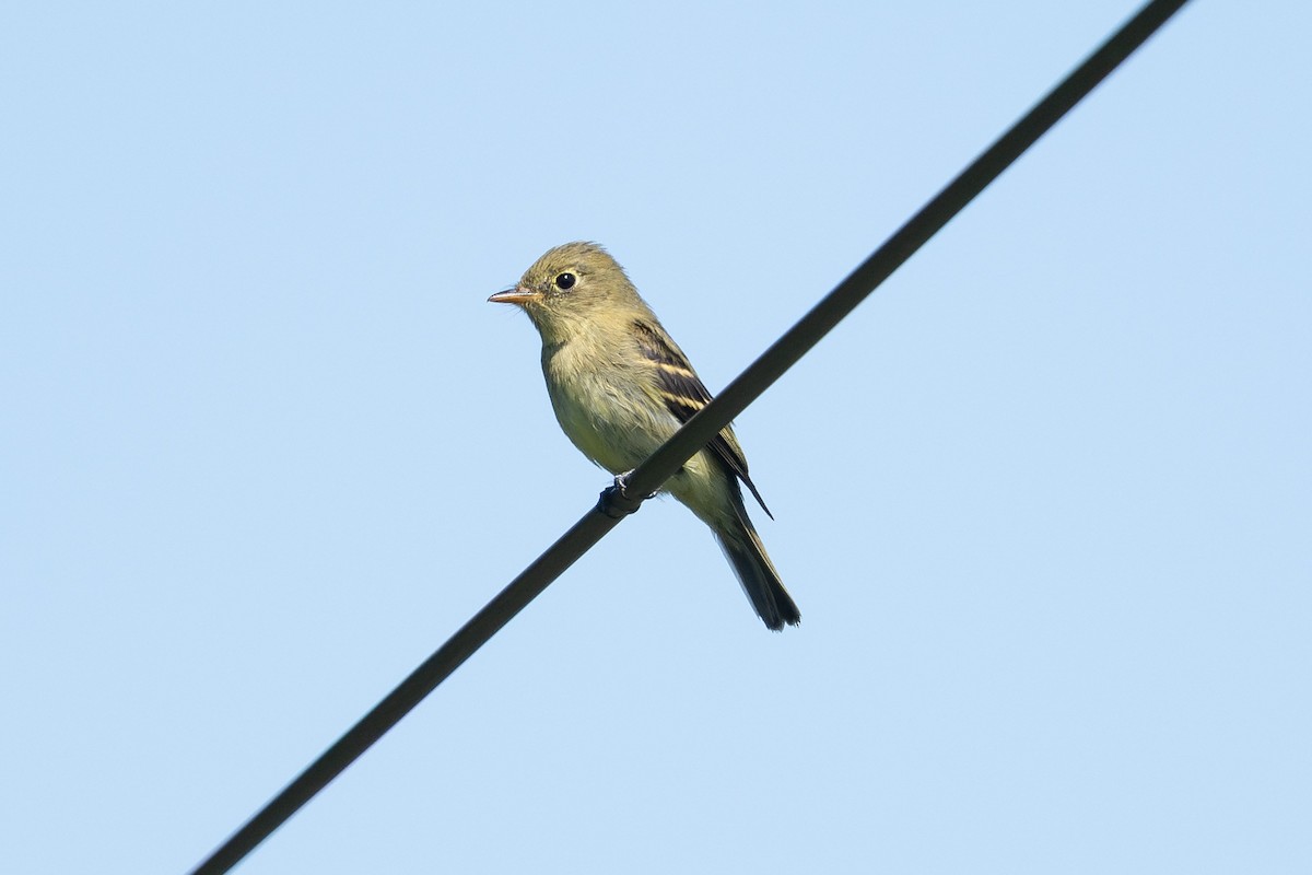 tyranovec žlutobřichý - ML648934788