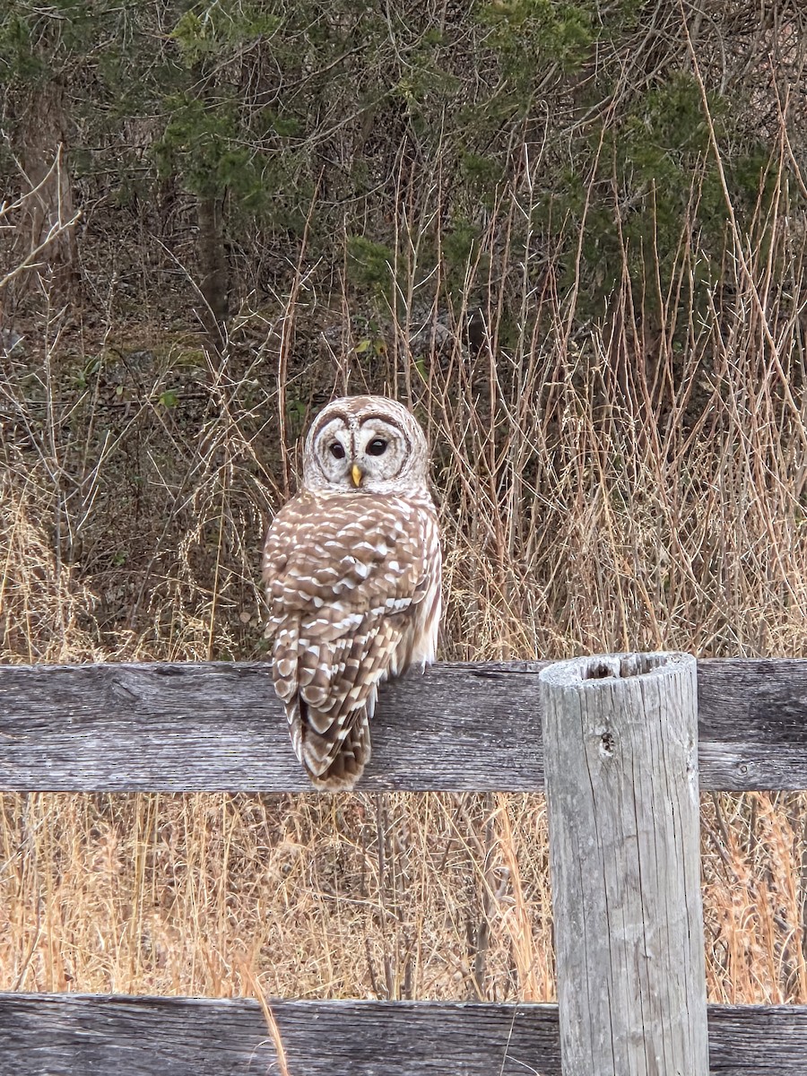 Barred Owl - ML648934908