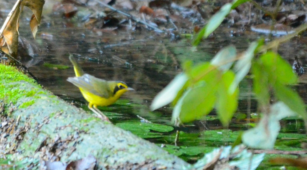 Kentucky Warbler - ML648935059