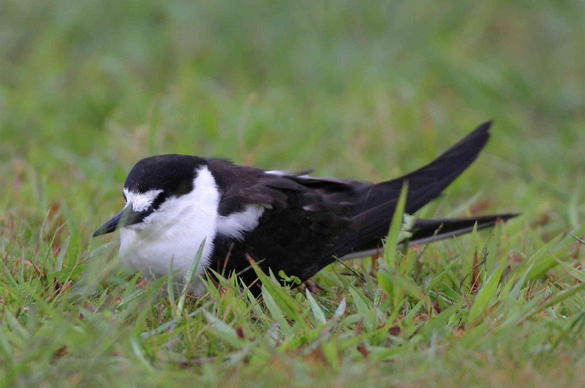 Sooty Tern - ML64893541