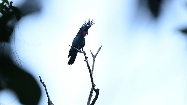 ヤシオウム - ML648935468