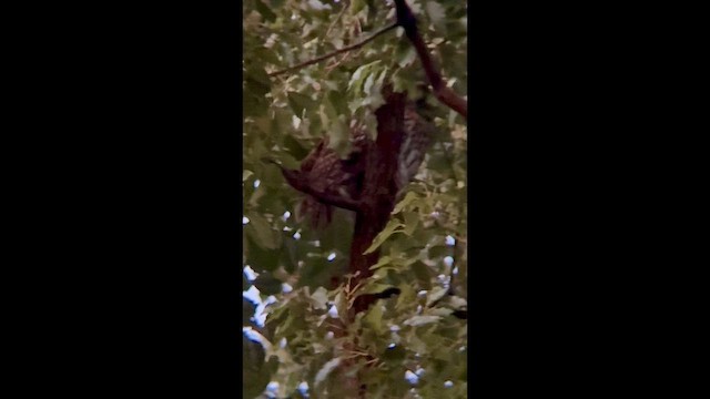 Ural Owl - ML648935730