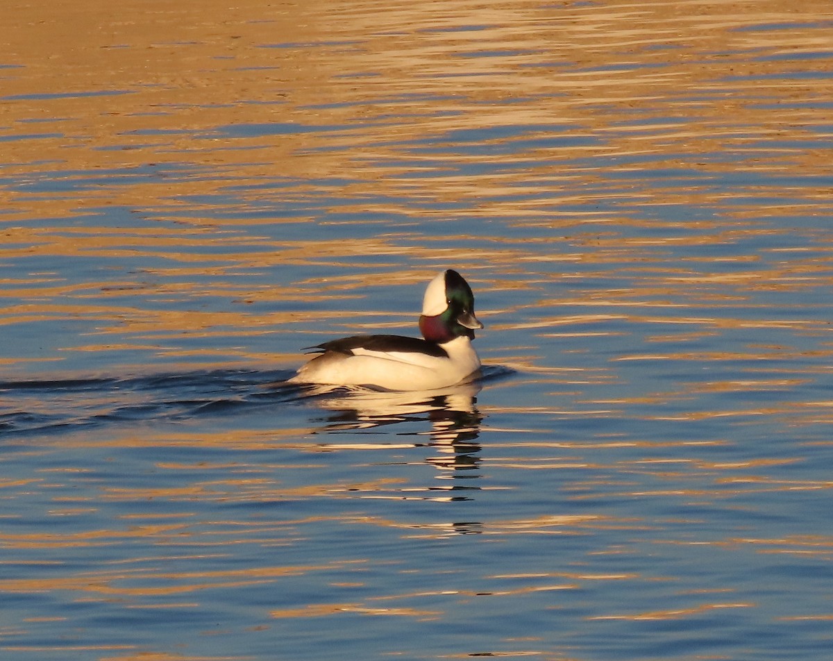Bufflehead - ML648936112