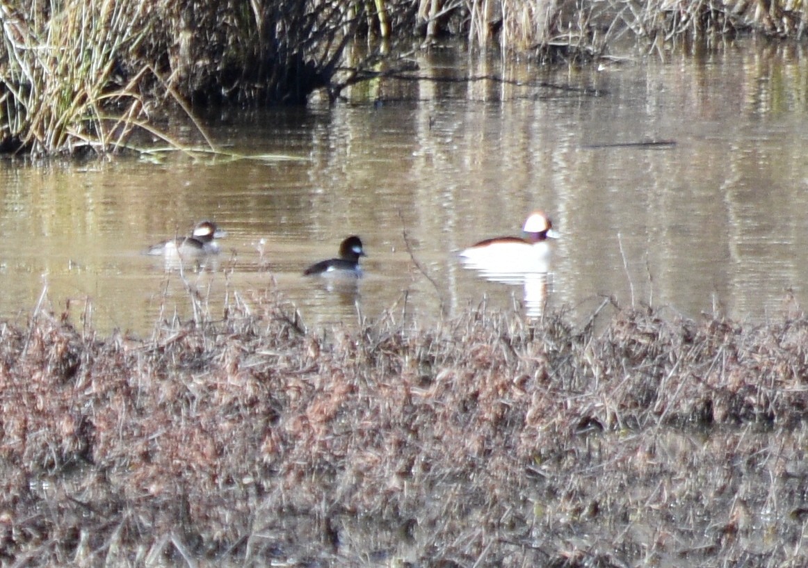 Bufflehead - ML648936338
