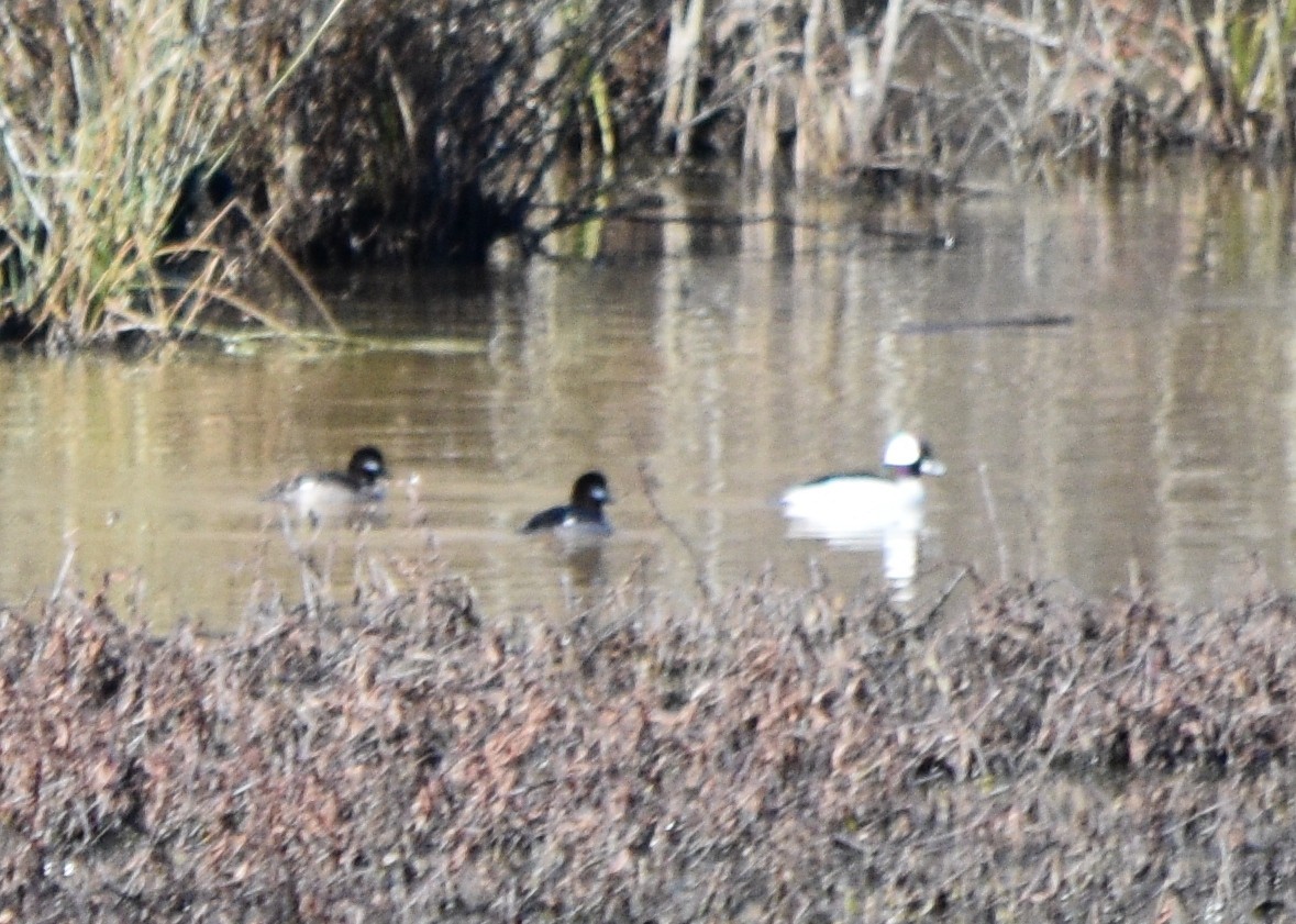 Bufflehead - ML648936339