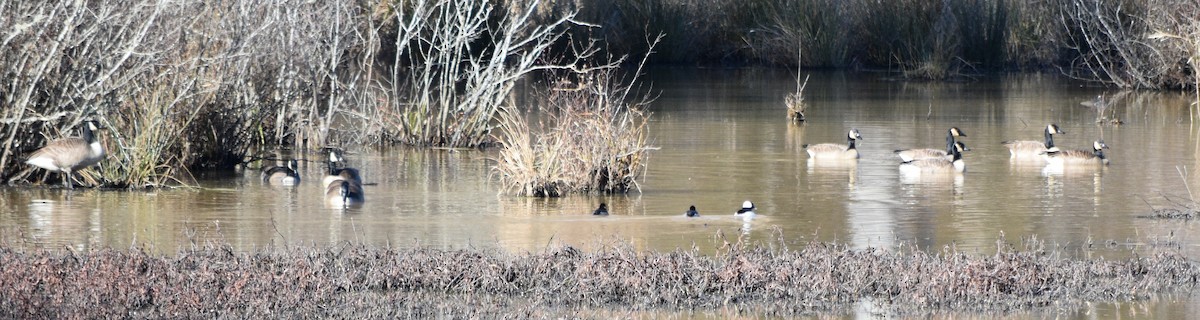 Bufflehead - ML648936352