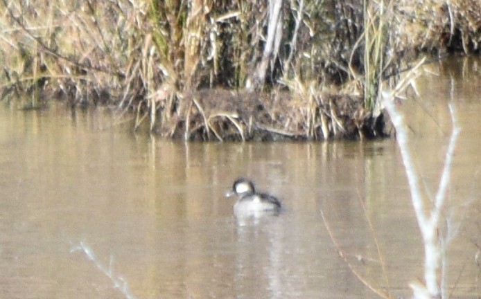Bufflehead - ML648936361