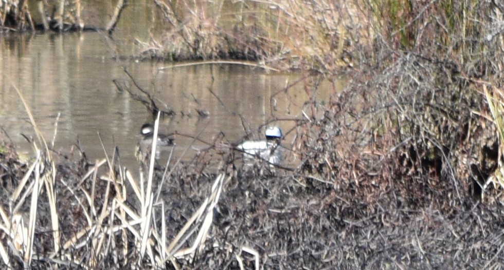 Bufflehead - ML648936362