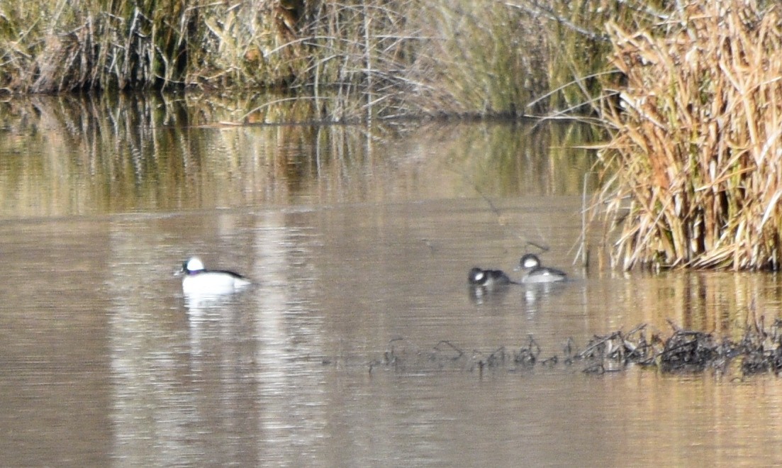 Bufflehead - ML648936366