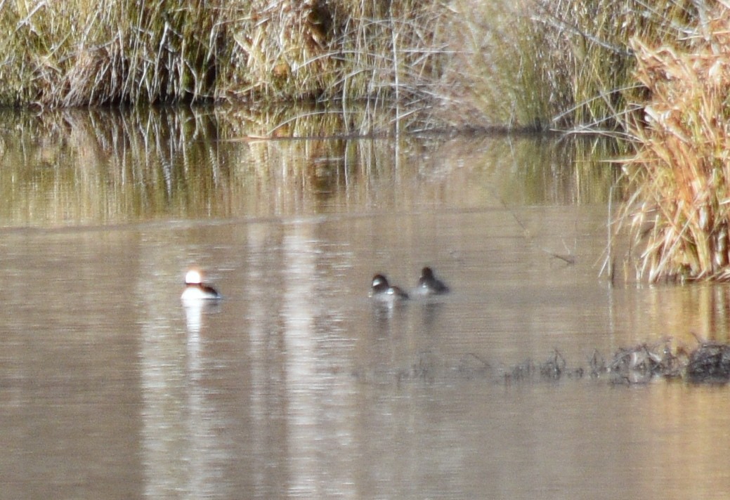 Bufflehead - ML648936367