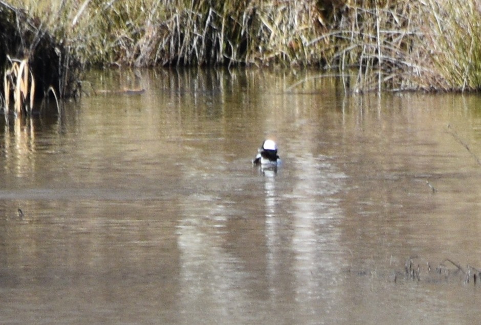 Bufflehead - ML648936376