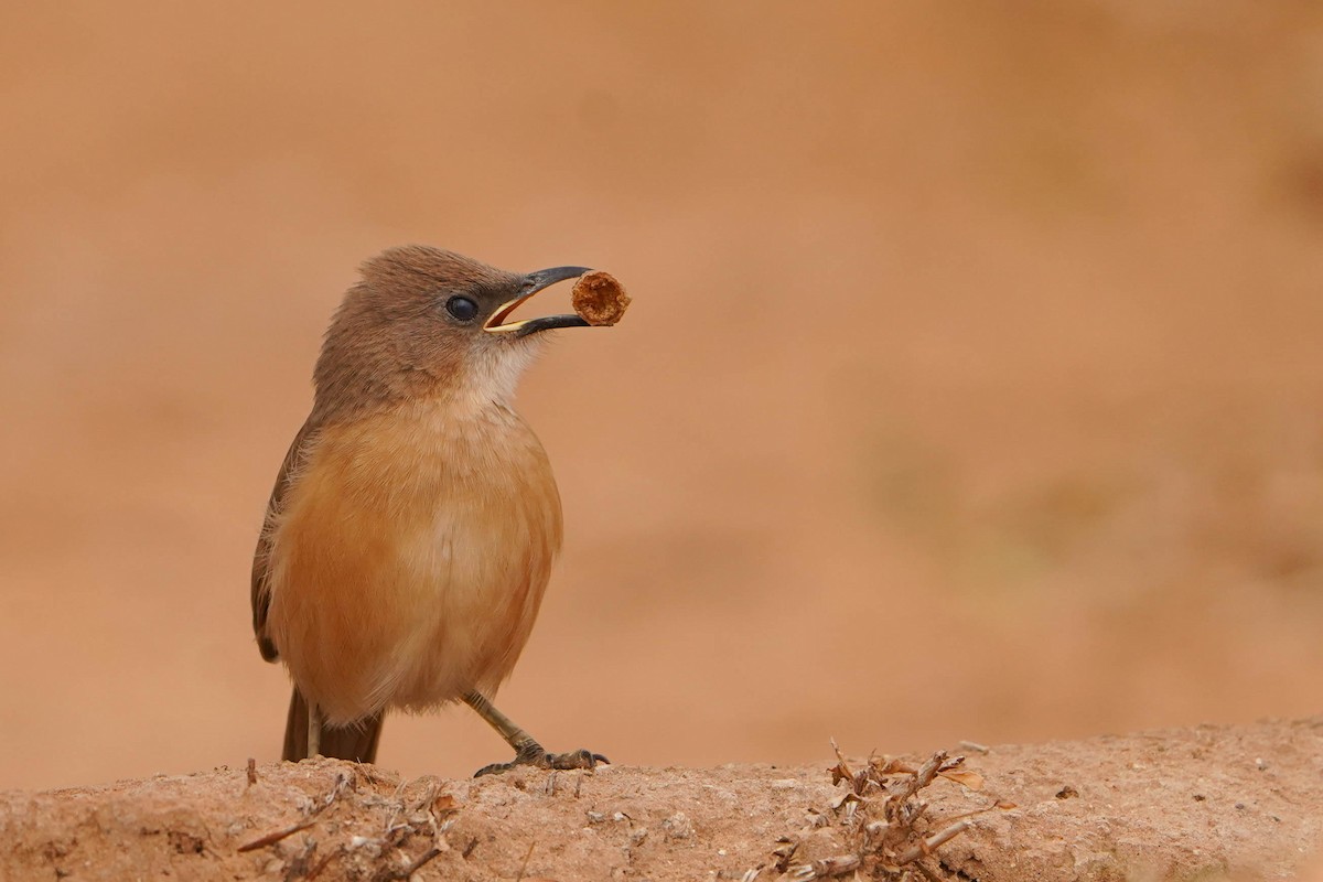 スナイロヤブチメドリ - ML648936424