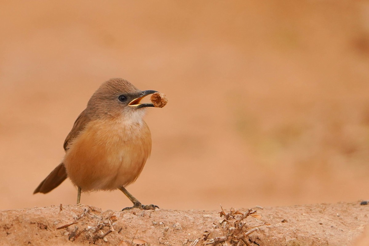 スナイロヤブチメドリ - ML648936436