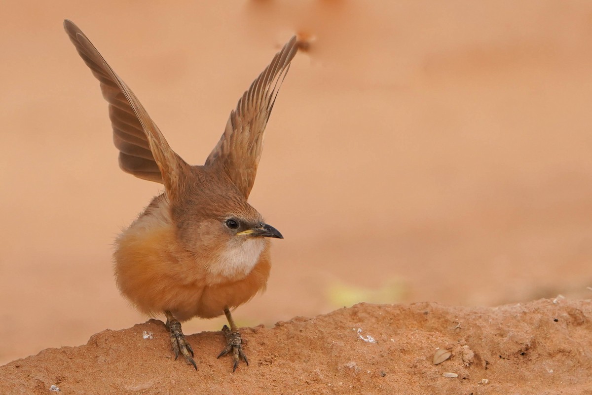 スナイロヤブチメドリ - ML648936437