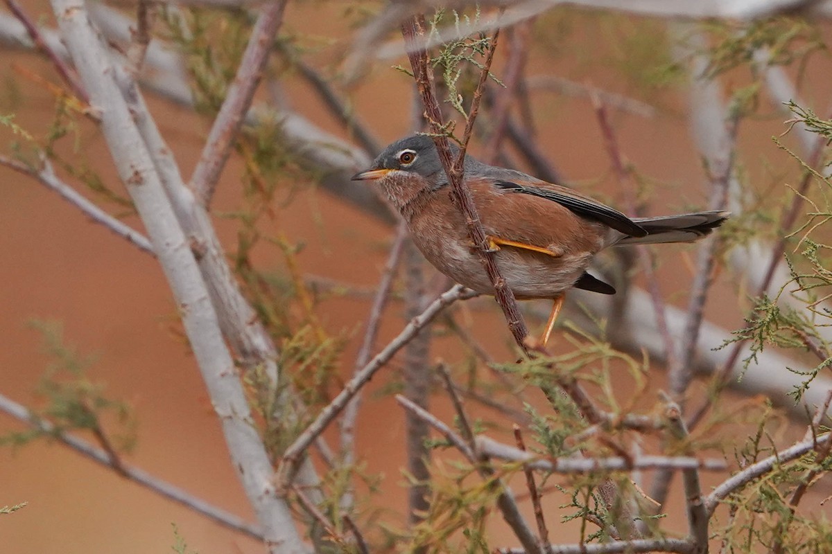 チャバラムシクイ - ML648936447