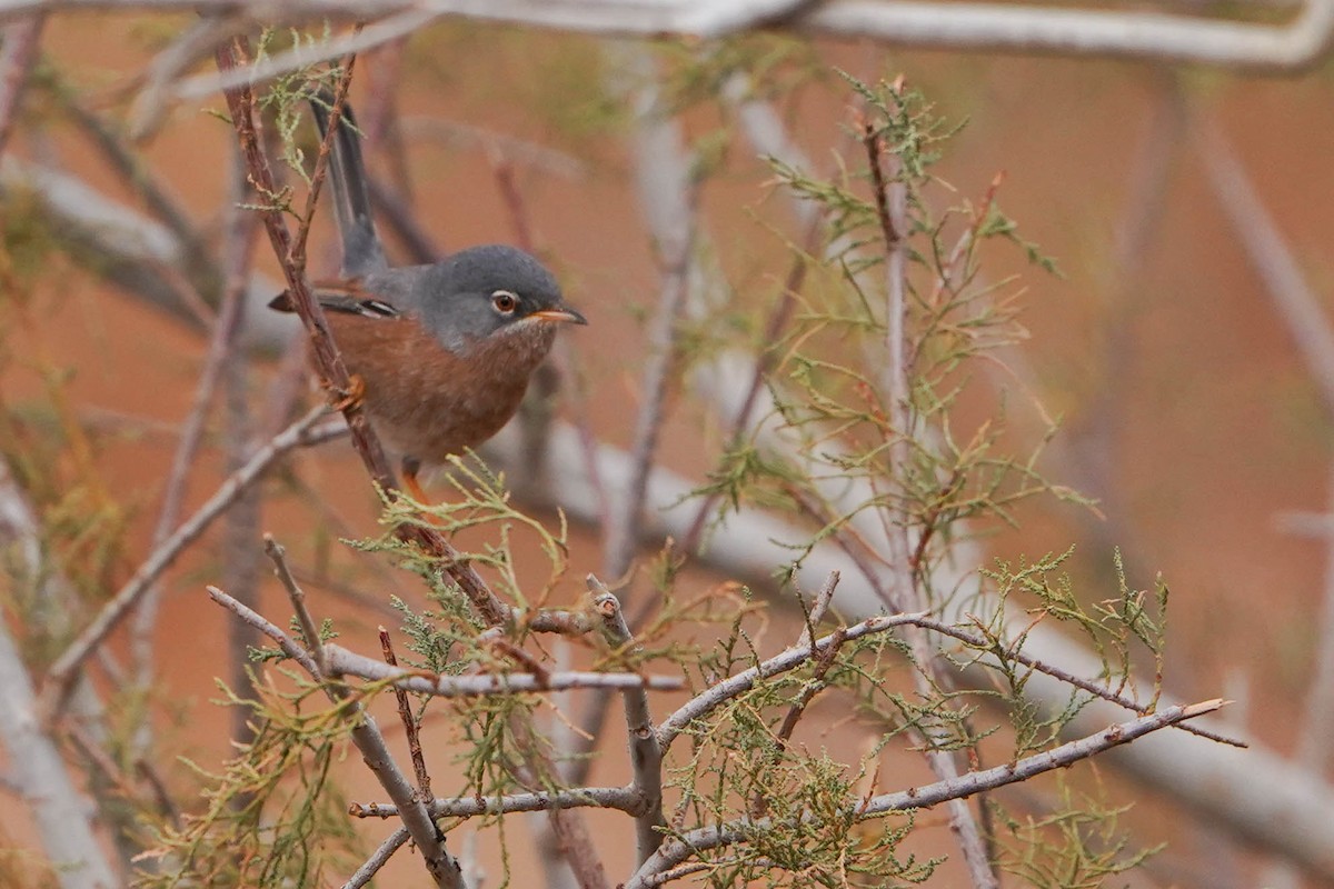 チャバラムシクイ - ML648936448