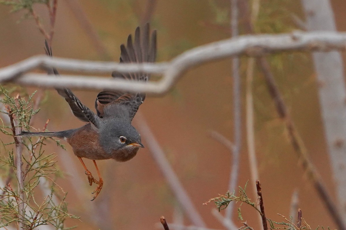 チャバラムシクイ - ML648936449