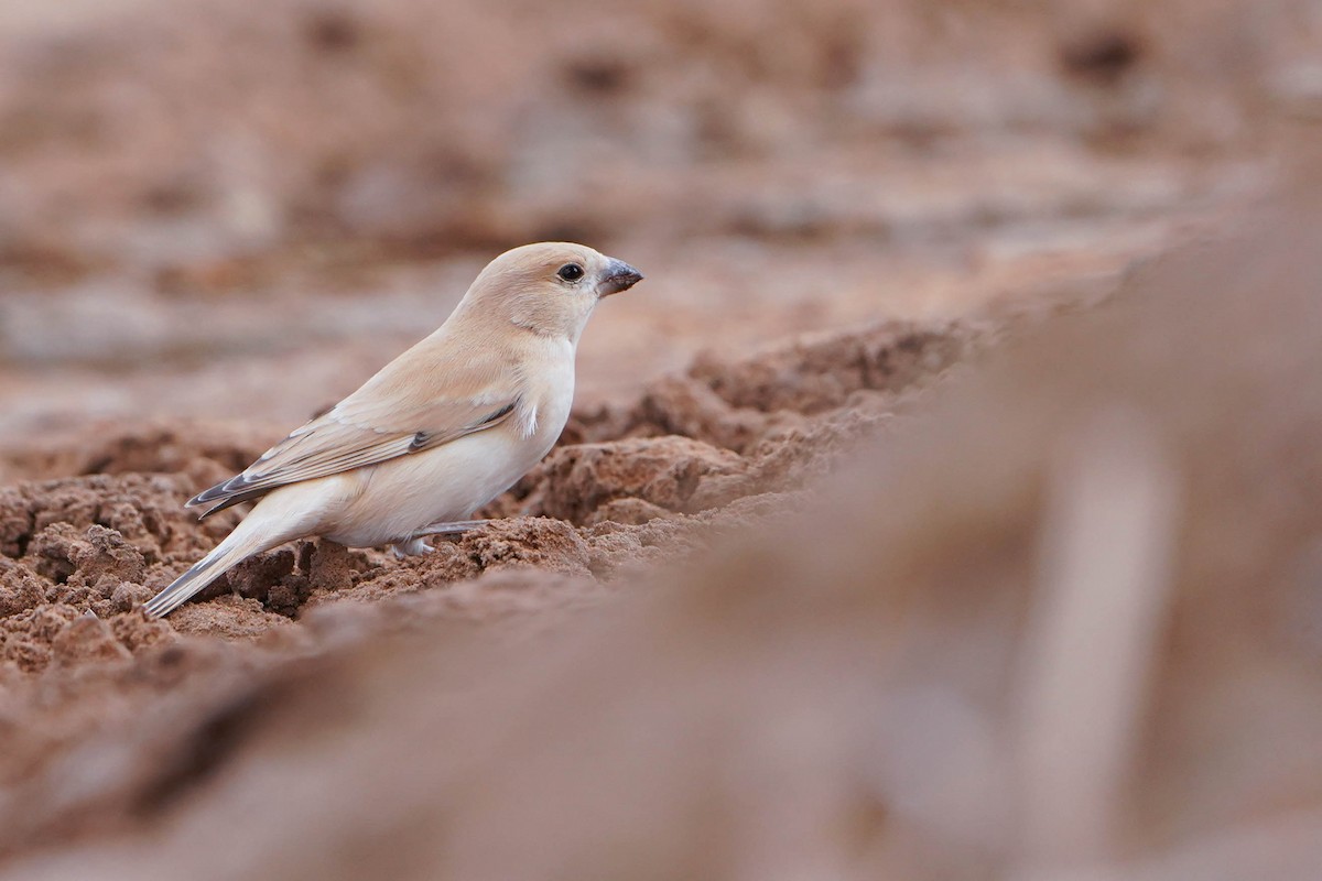 サバクスズメ - ML648936456