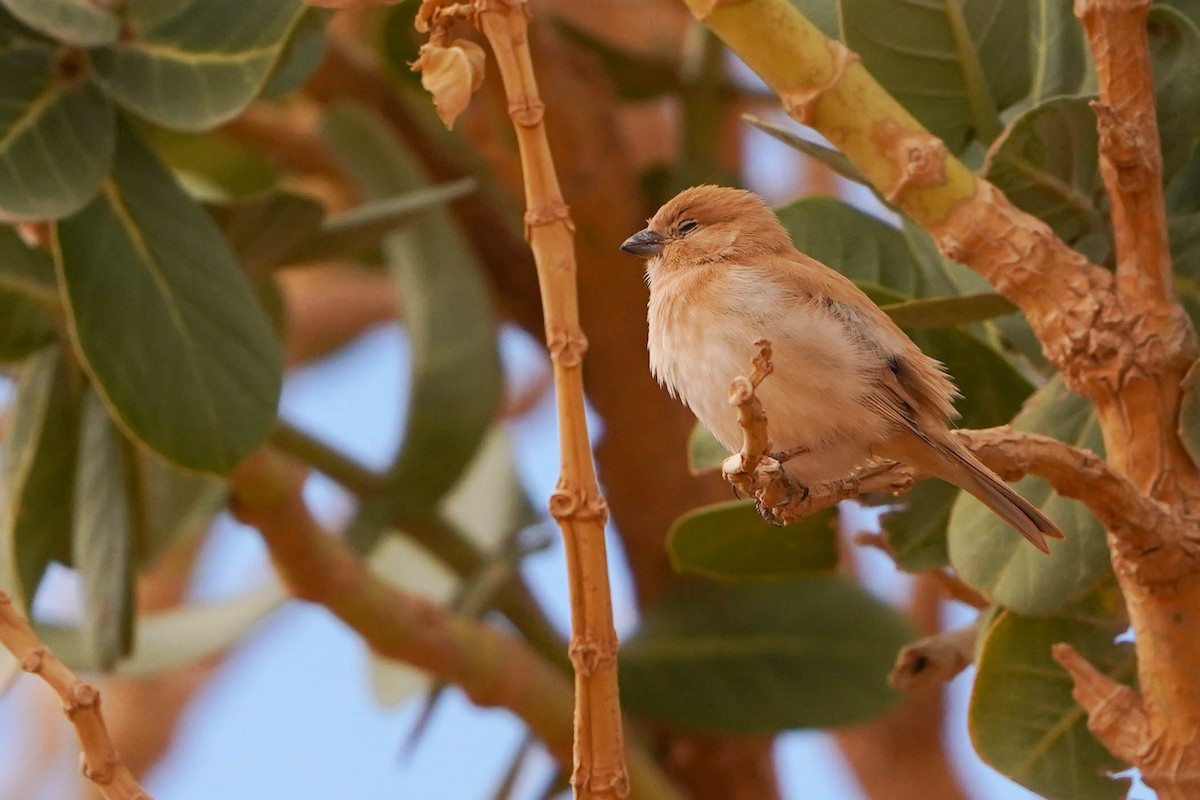 サバクスズメ - ML648936457
