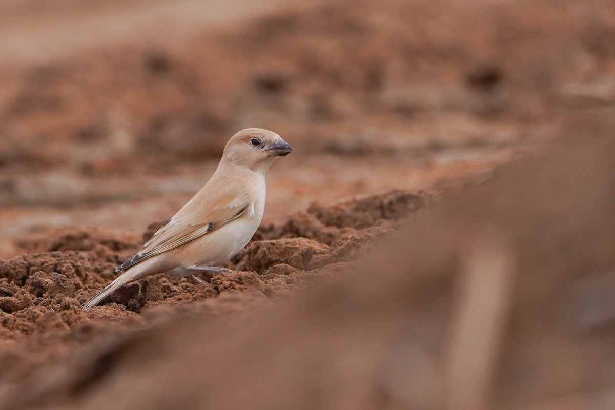 サバクスズメ - ML648936458