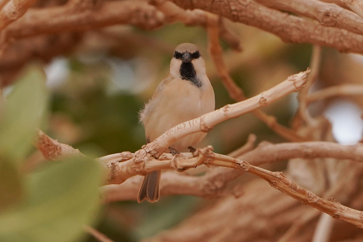 サバクスズメ - ML648936460