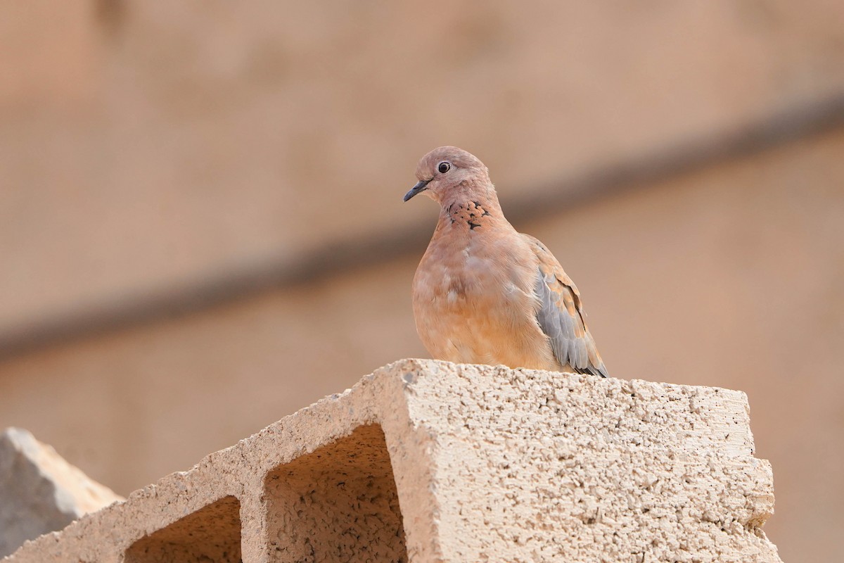 ワライバト - ML648936468