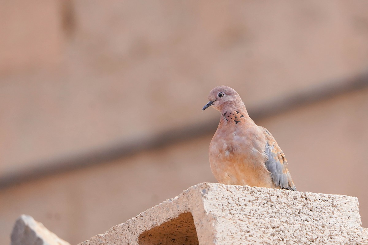 ワライバト - ML648936469