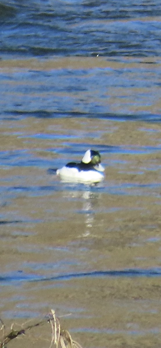 Bufflehead - ML648936556