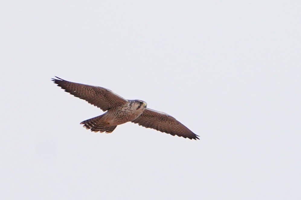 Lanner Falcon - ML648936631