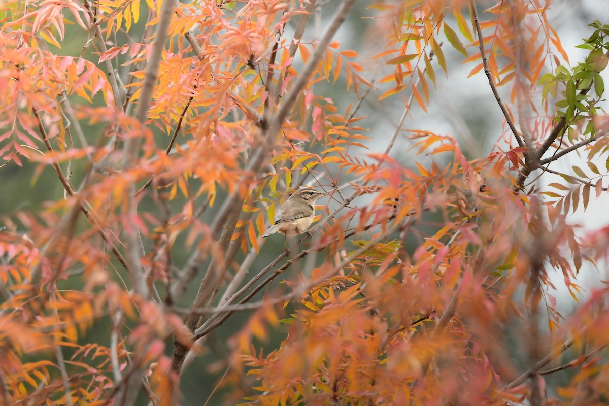 Mosquitero Sombrío - ML648936904