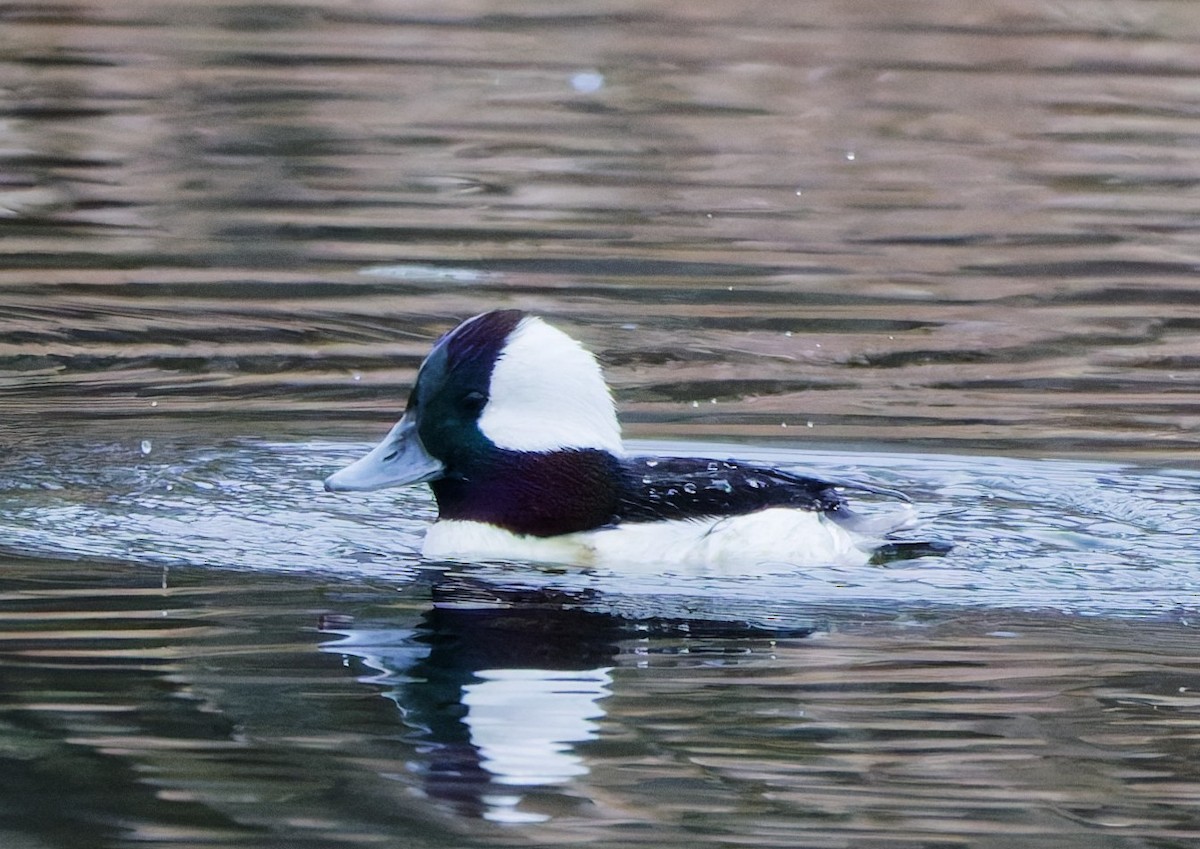 Bufflehead - ML648937220